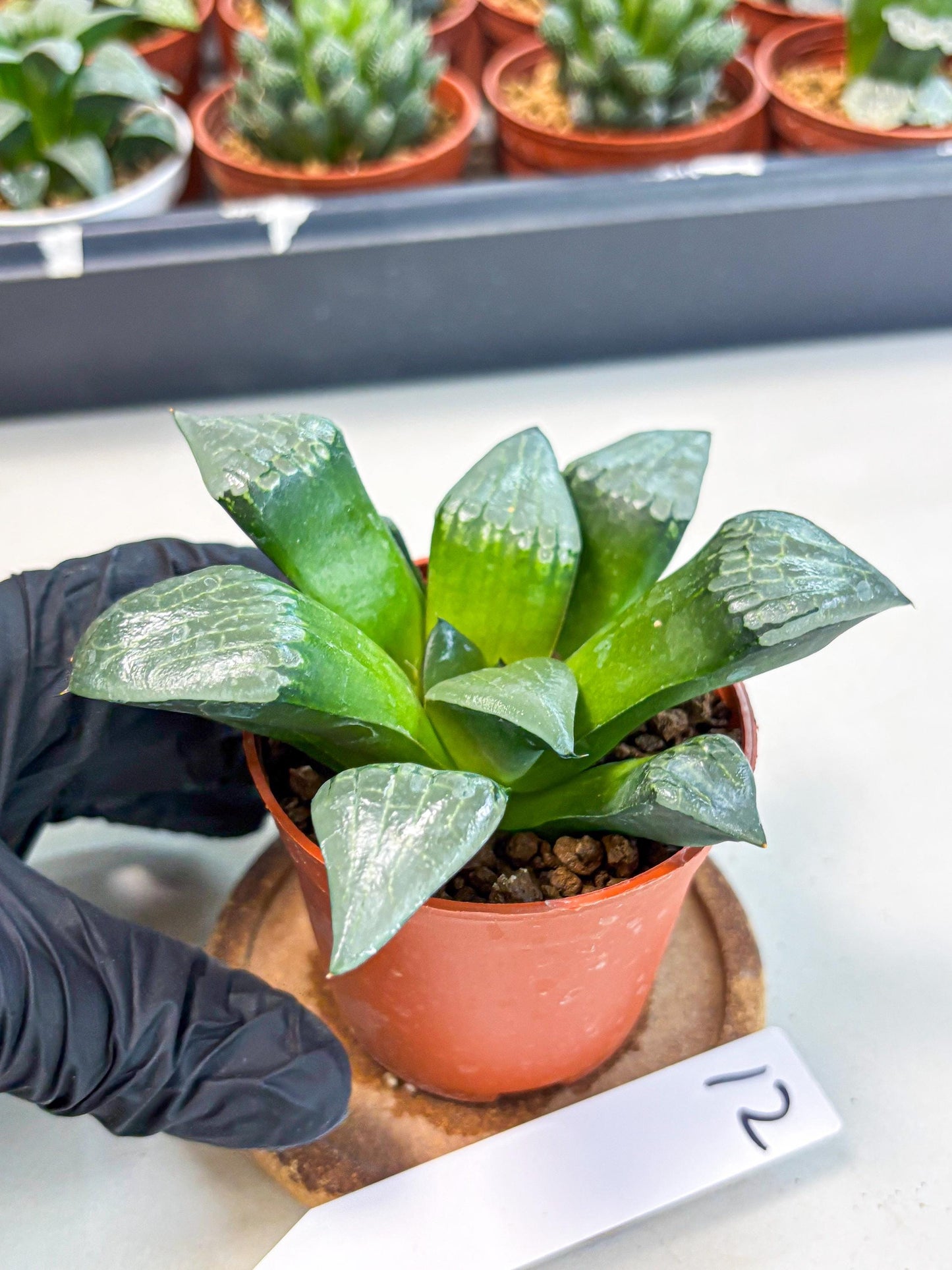 Haworthia Afang Gong (wa6) (y12) | Rare Import