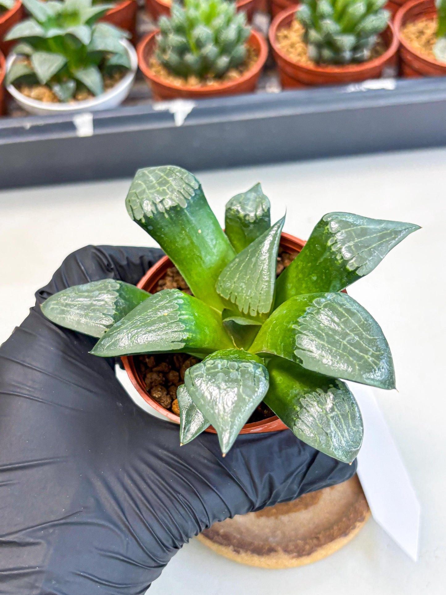 Haworthia Afang Gong (wa6) (y12) | Rare Import