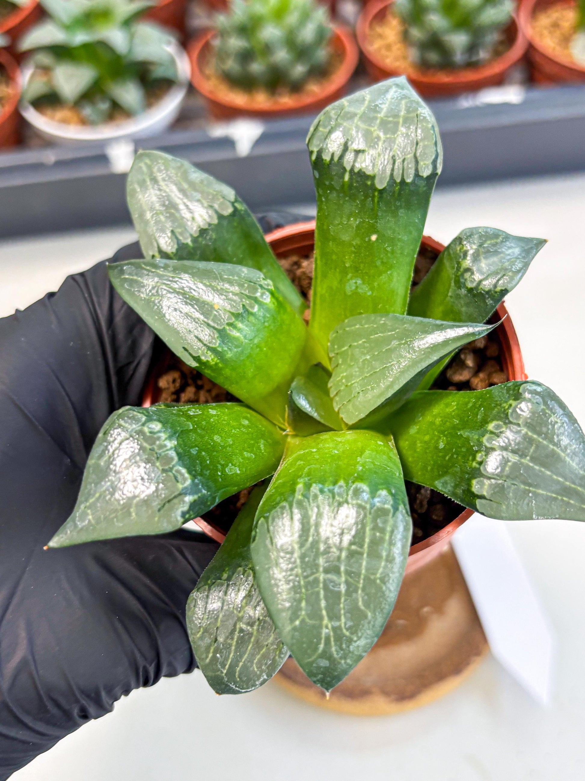 Haworthia Afang Gong (wa6) (y12) | Rare Import