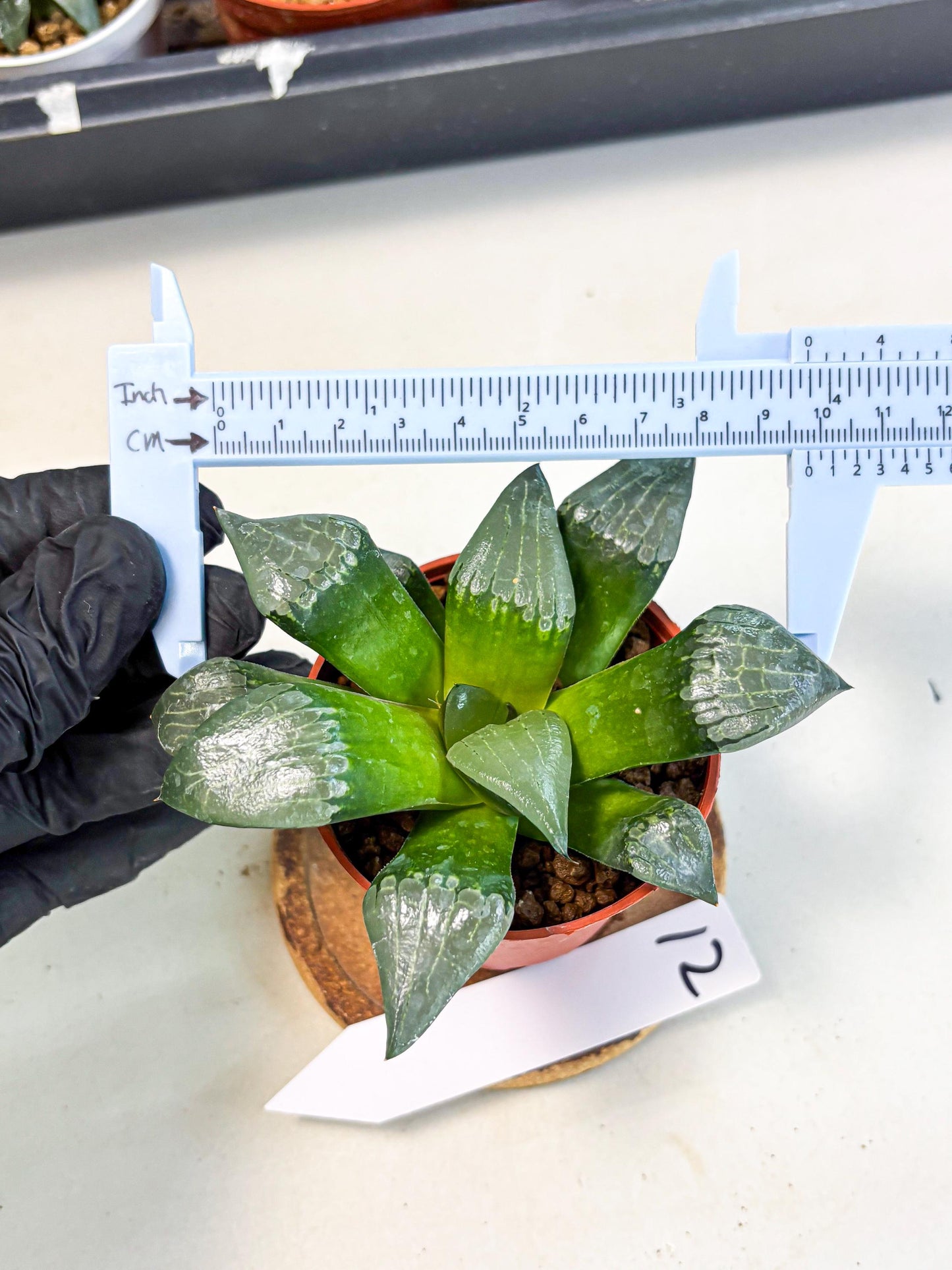 Haworthia Afang Gong (wa6) (y12) | Rare Import