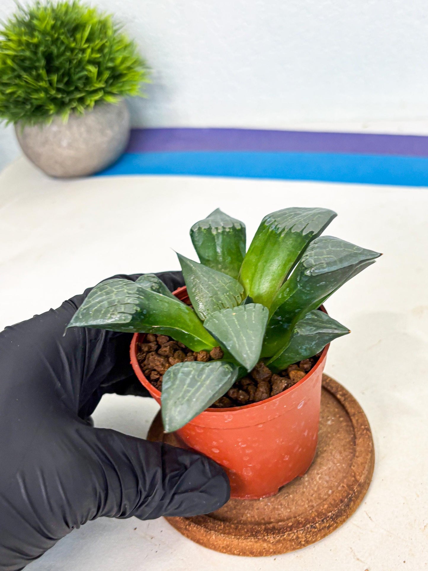 Haworthia Afang Gong (wa6) (y12) | Rare Import