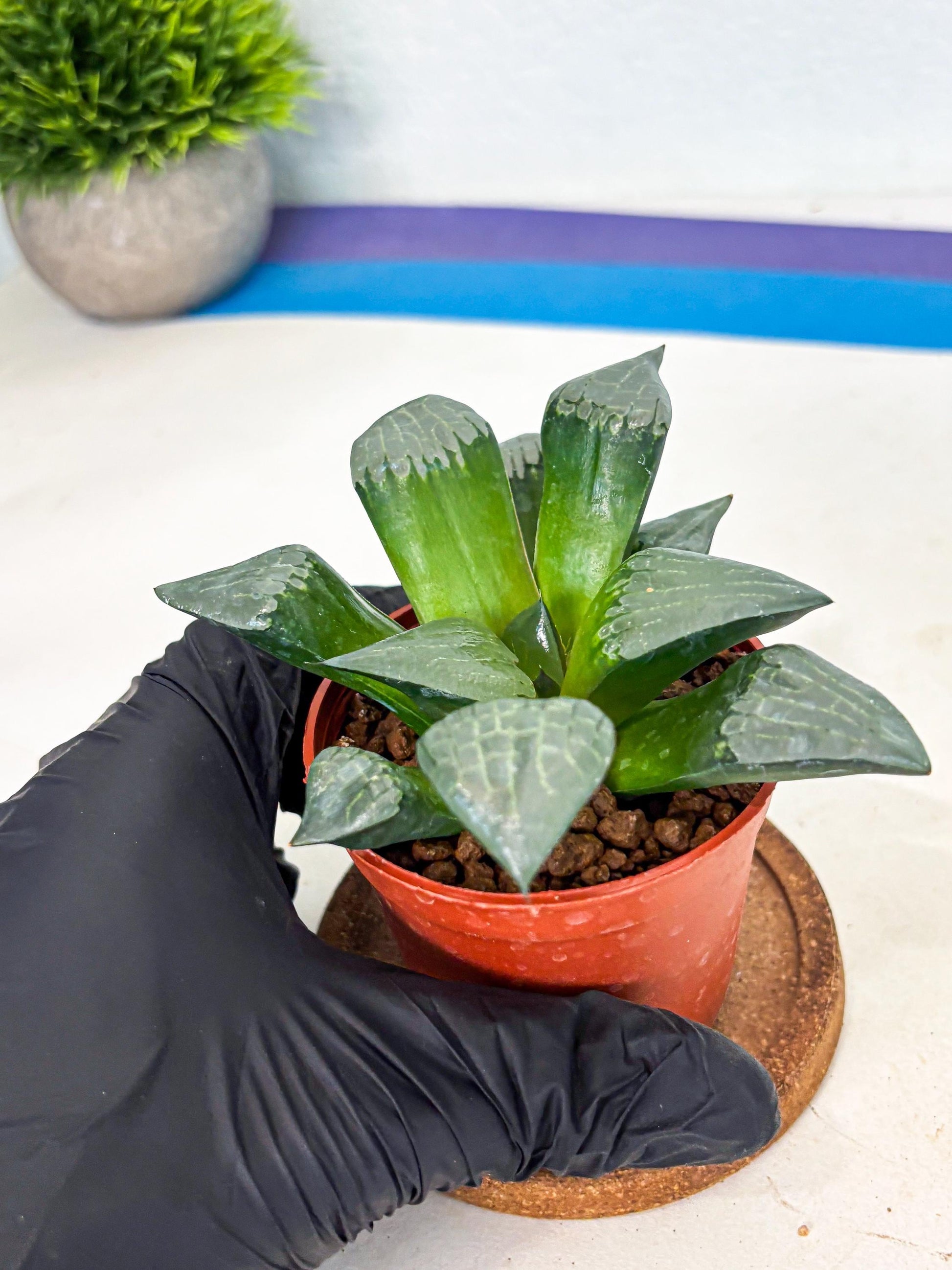 Haworthia Afang Gong (wa6) (y12) | Rare Import