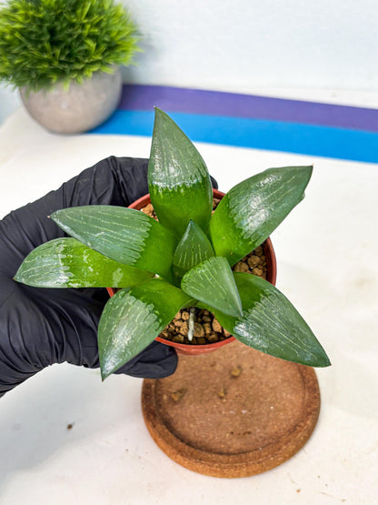 Haworthia Afang Gong (wa6) (y13) | Rare Import