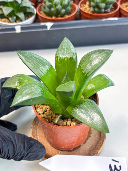 Haworthia Afang Gong (wa6) (y13) | Rare Import