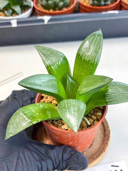 Haworthia Afang Gong (wa6) (y13) | Rare Import