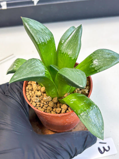 Haworthia Afang Gong (wa6) (y13) | Rare Import