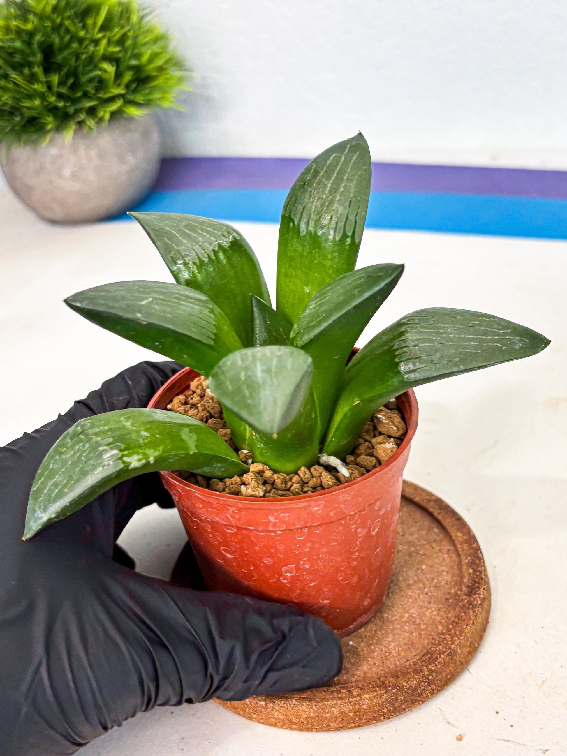 Haworthia Afang Gong (wa6) (y13) | Rare Import