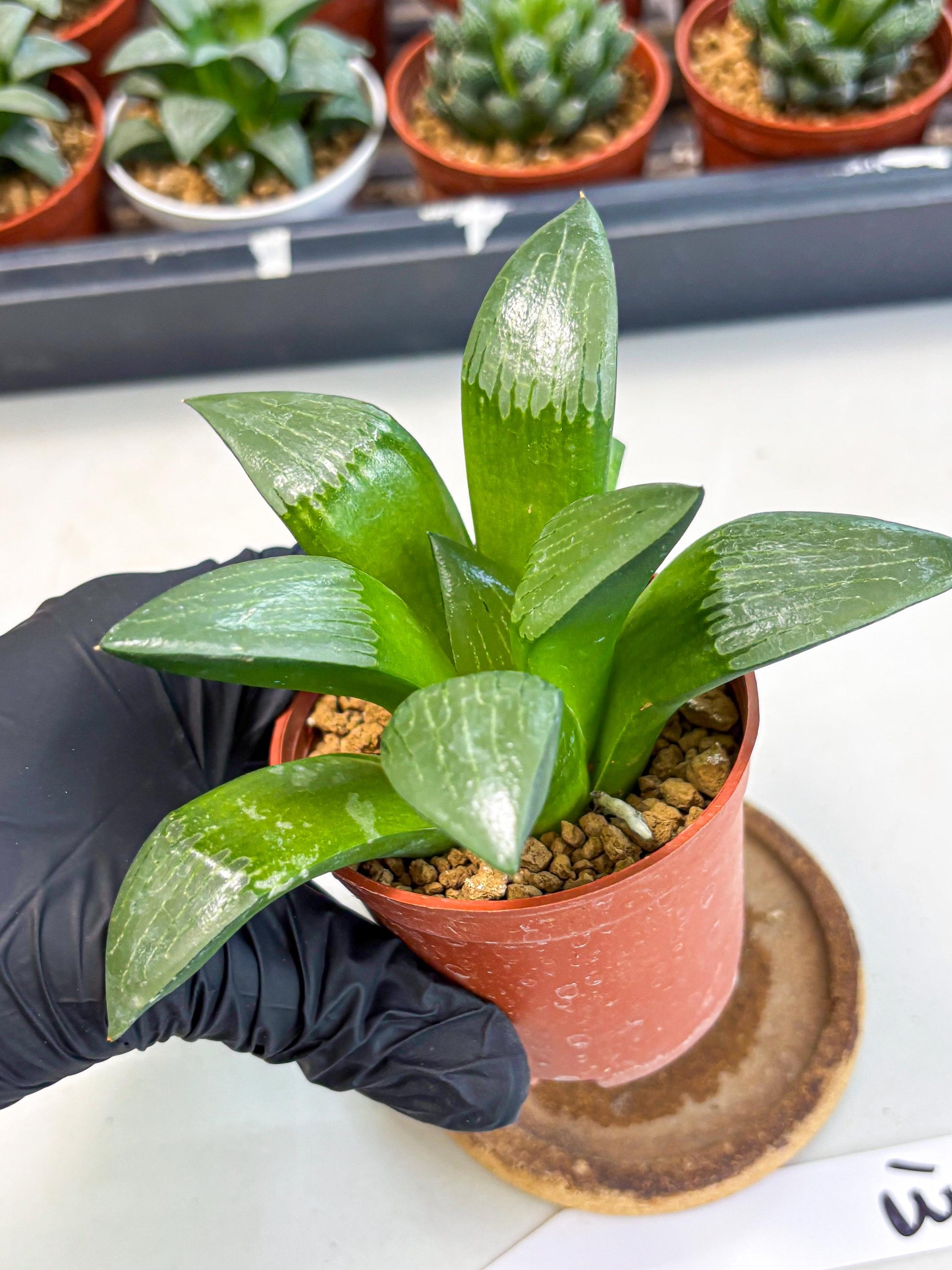 Haworthia Afang Gong (wa6) (y13) | Rare Import