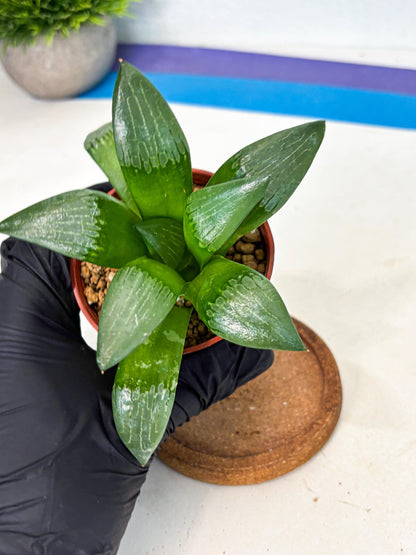 Haworthia Afang Gong (wa6) (y13) | Rare Import