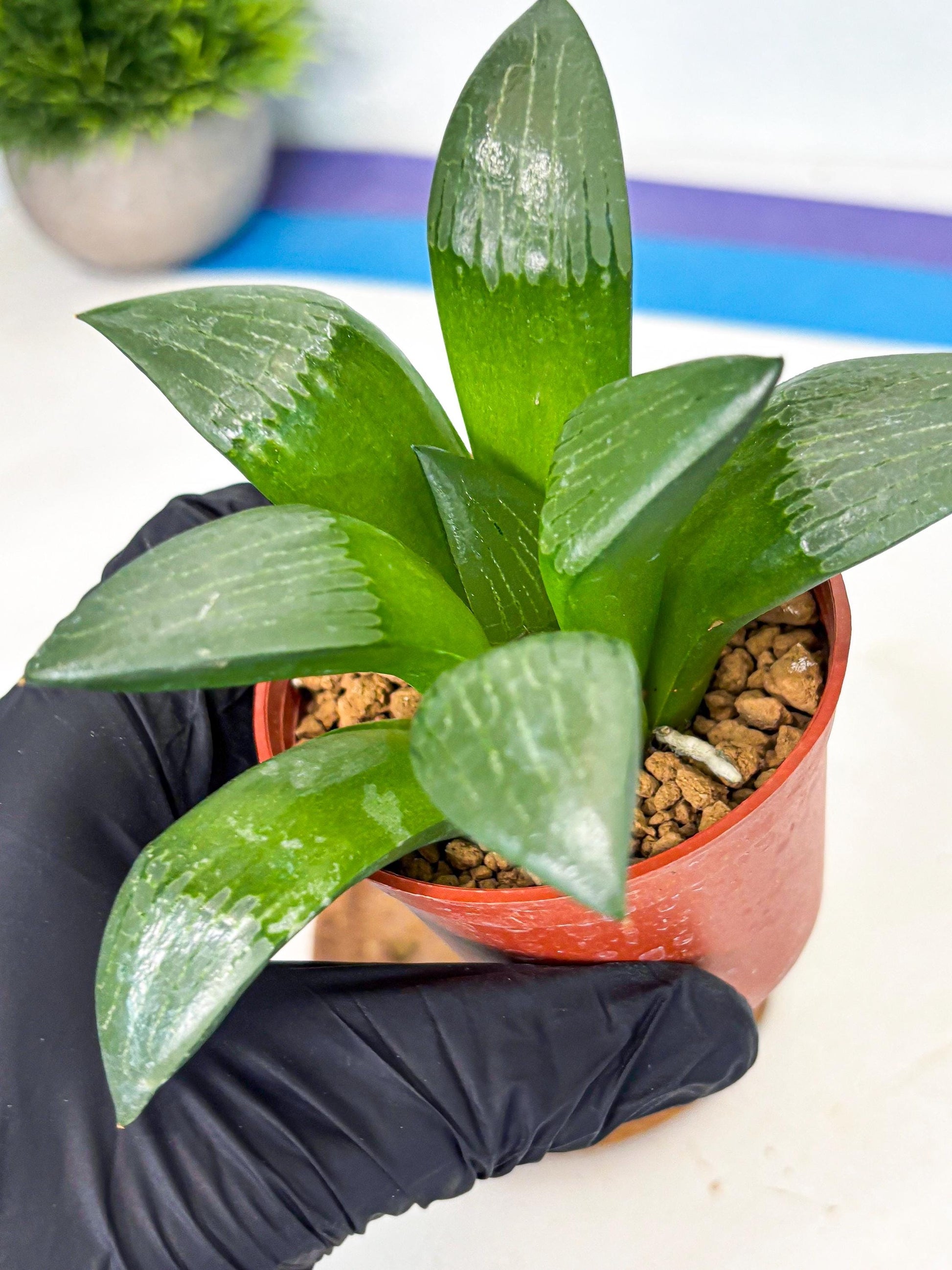 Haworthia Afang Gong (wa6) (y13) | Rare Import