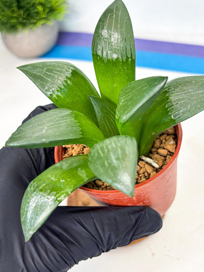 Haworthia Afang Gong (wa6) (y13) | Rare Import
