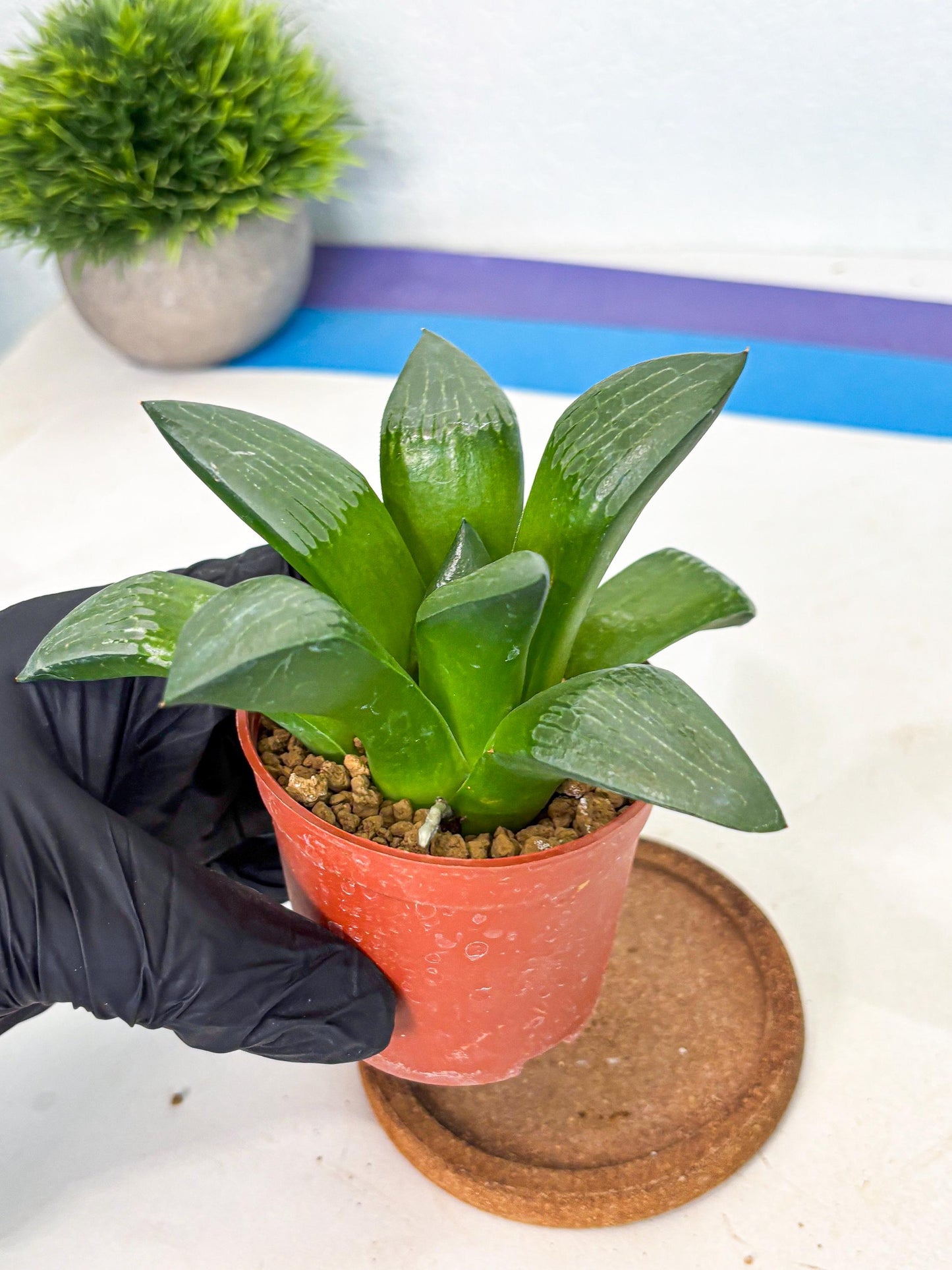 Haworthia Afang Gong (wa6) (y13) | Rare Import