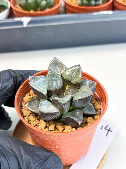 Haworthia Riyuentan (wa6) (y14) | Rare Import
