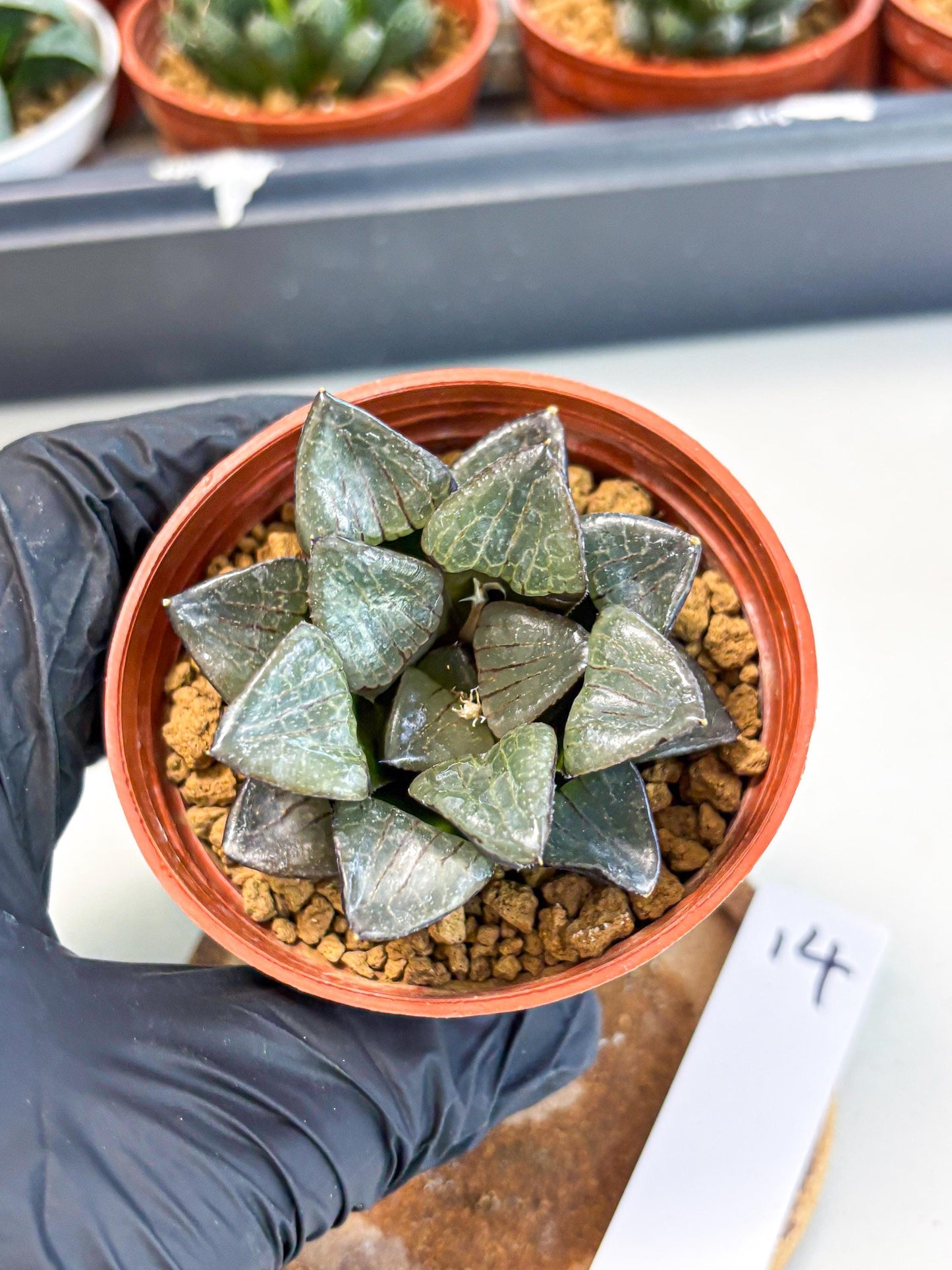 Haworthia Riyuentan (wa6) (y14) | Rare Import