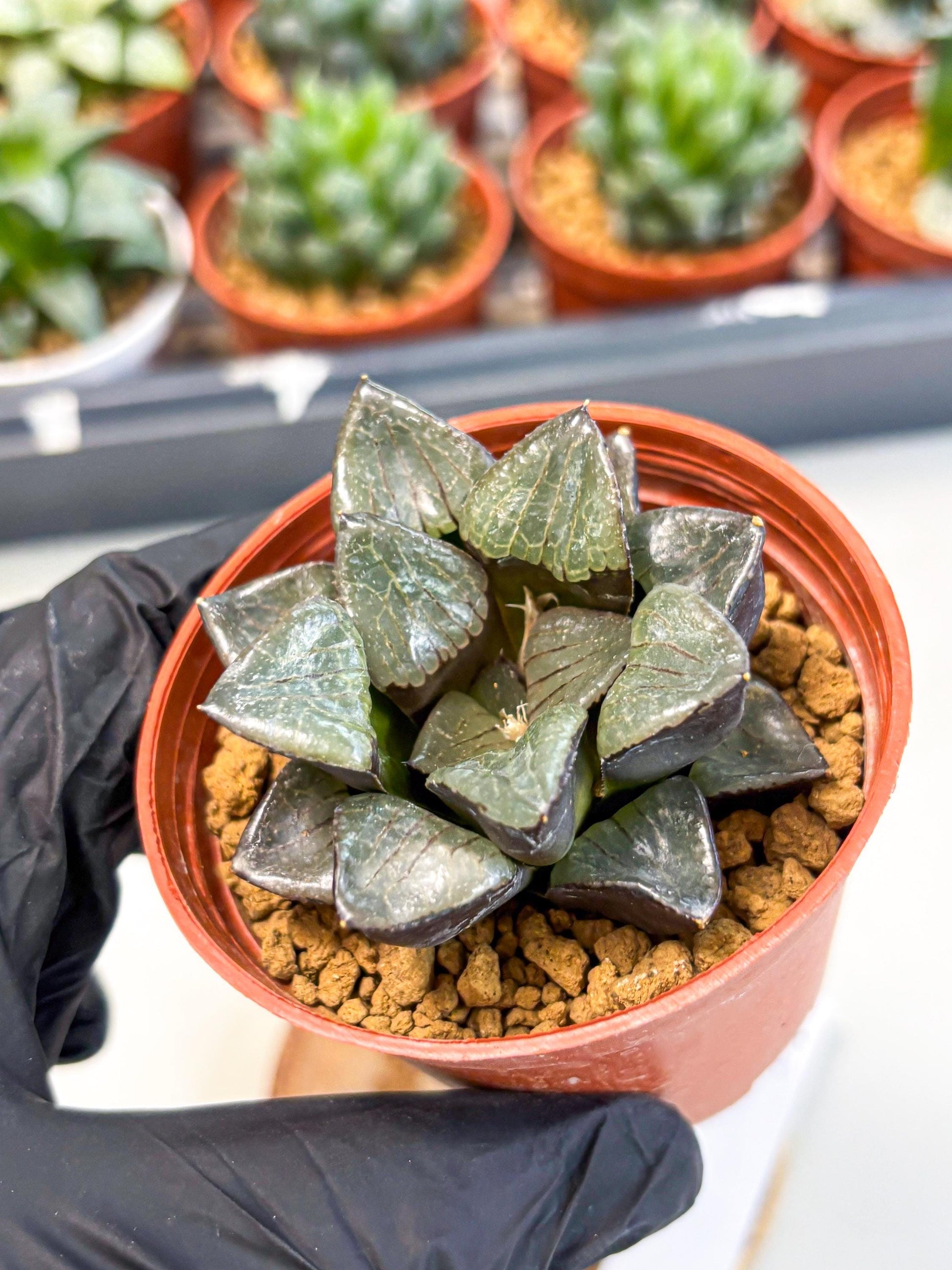 Haworthia Riyuentan (wa6) (y14) | Rare Import