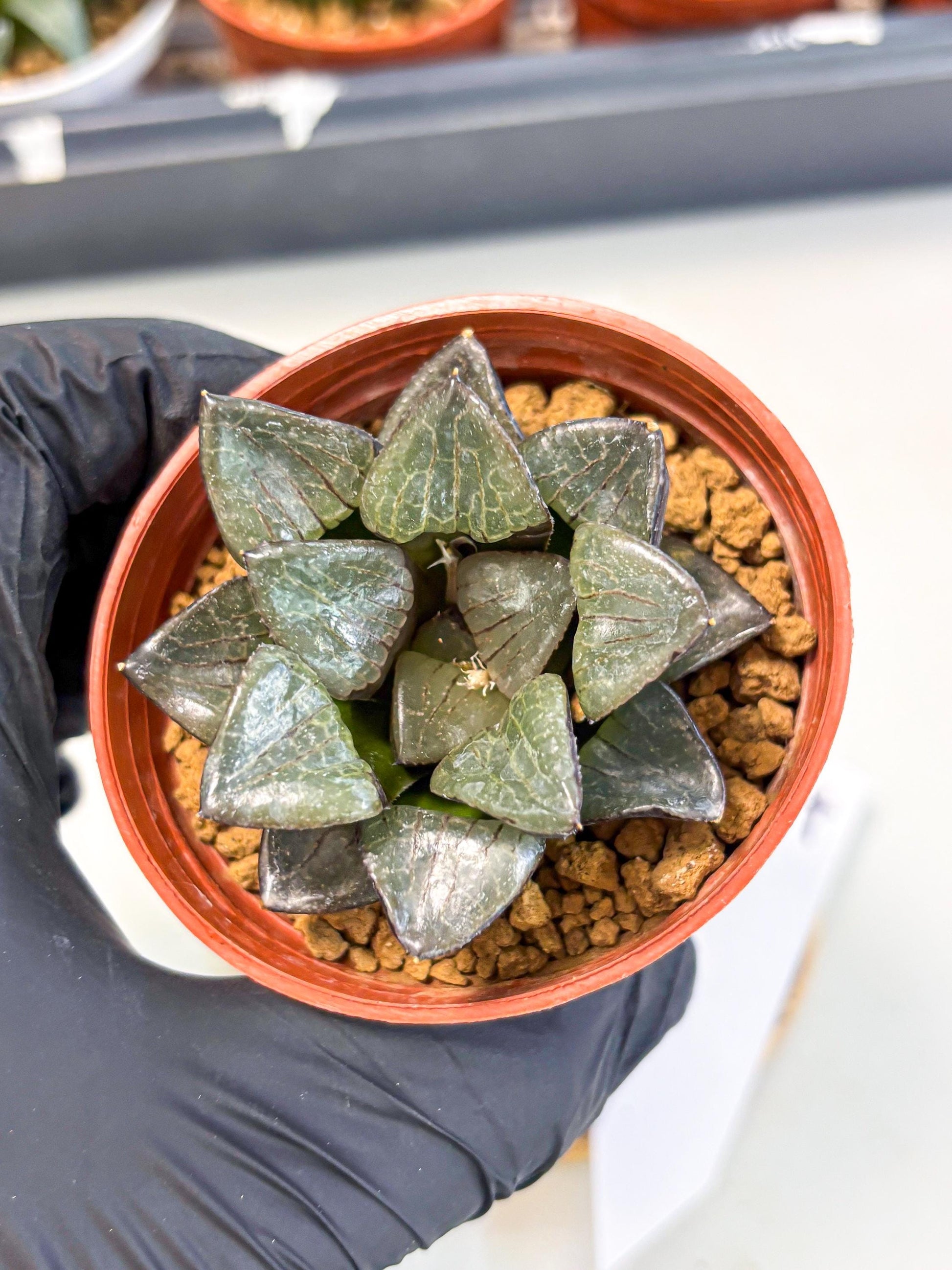 Haworthia Riyuentan (wa6) (y14) | Rare Import