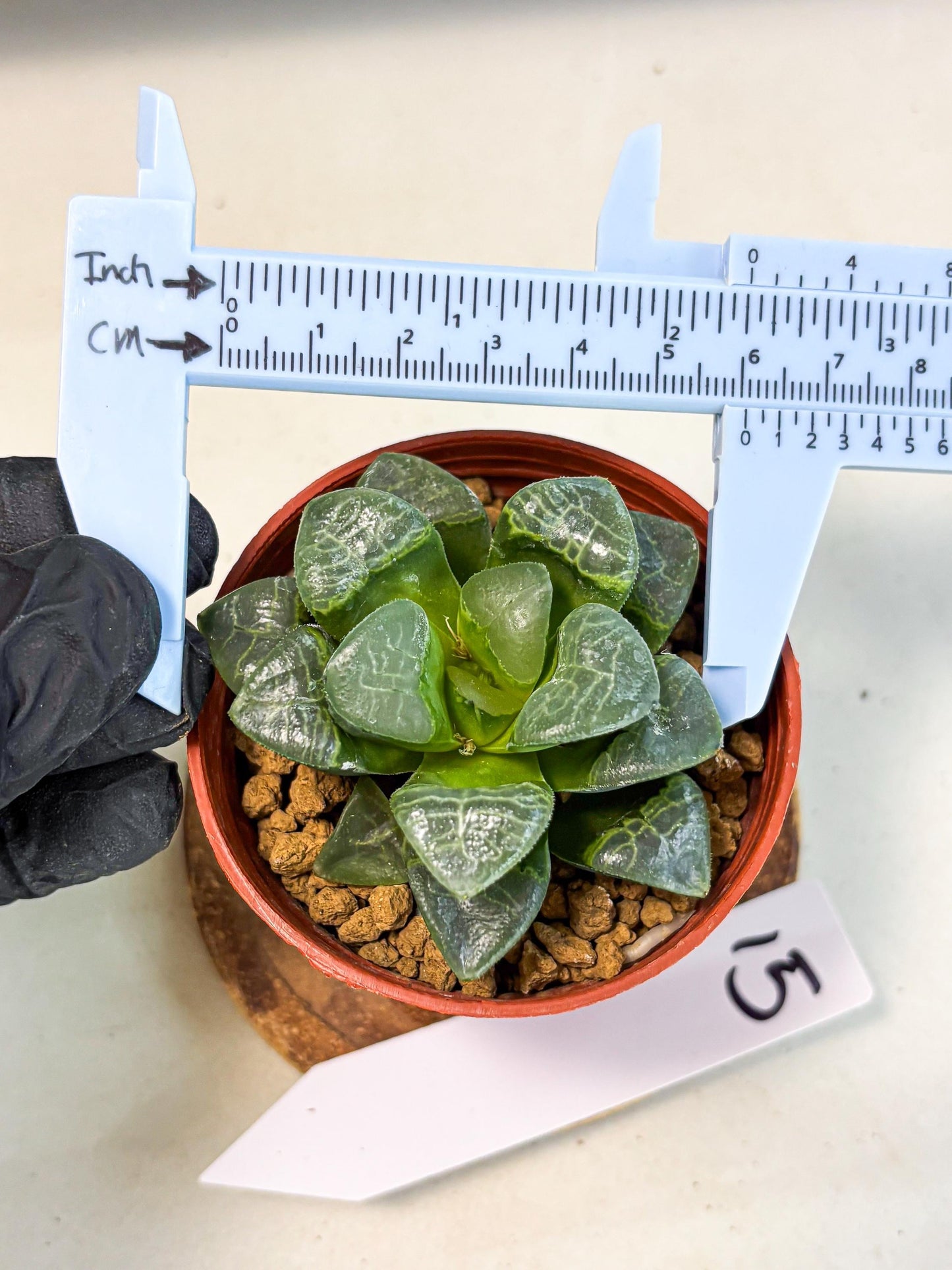 Haworthia Xiangyun (wa6) (y15) | Rare Import
