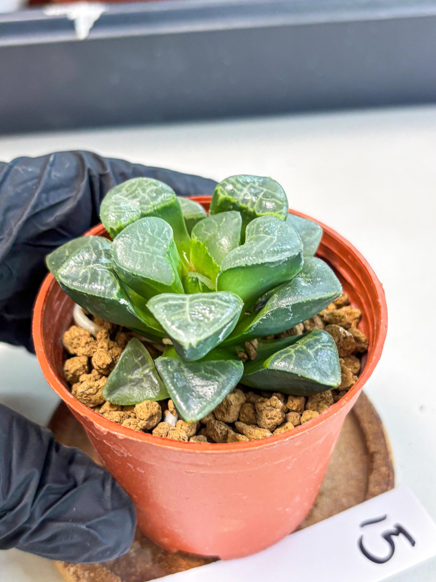 Haworthia Xiangyun (wa6) (y15) | Rare Import