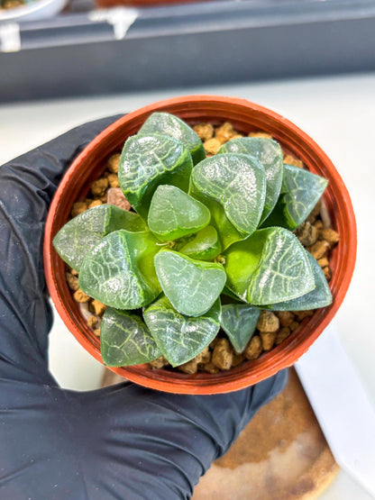 Haworthia Xiangyun (wa6) (y15) | Rare Import