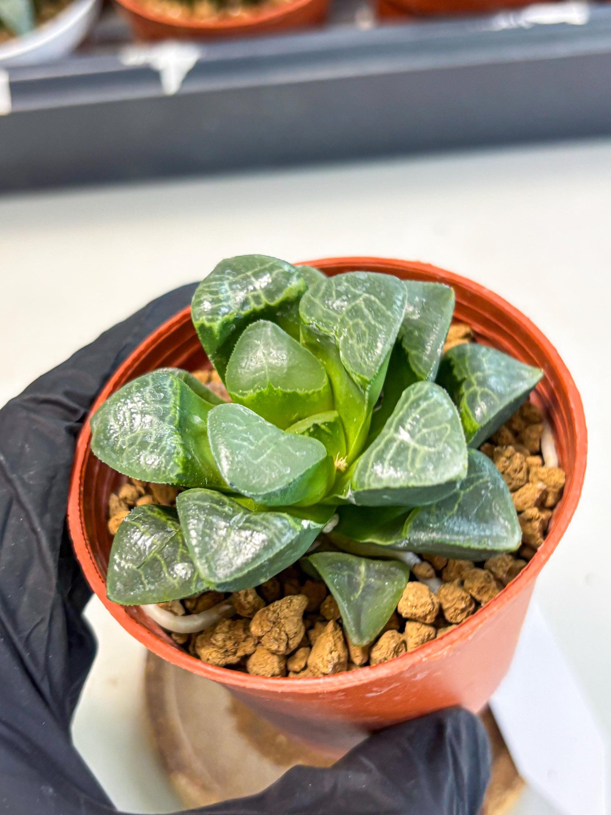 Haworthia Xiangyun (wa6) (y15) | Rare Import