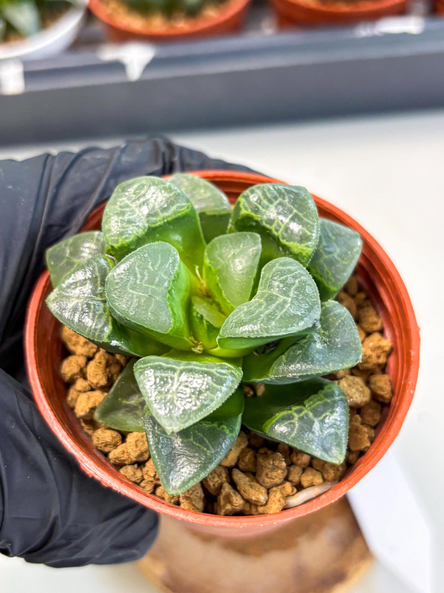 Haworthia Xiangyun (wa6) (y15) | Rare Import