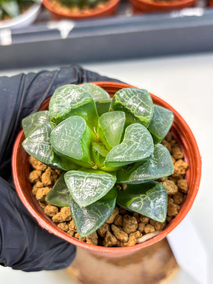 Haworthia Xiangyun (wa6) (y15) | Rare Import