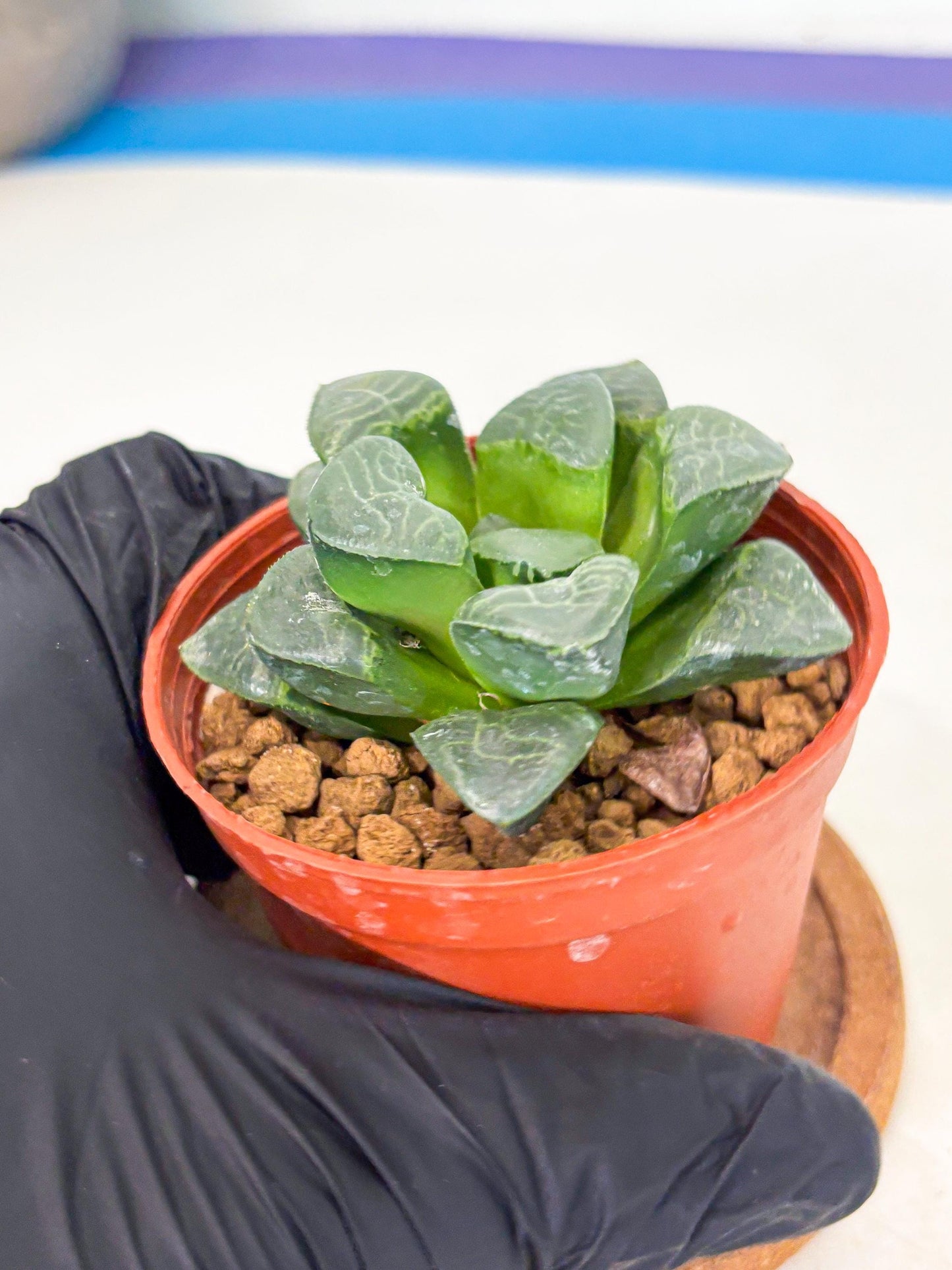 Haworthia Xiangyun (wa6) (y15) | Rare Import