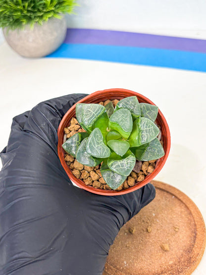 Haworthia Xiangyun (wa6) (y15) | Rare Import