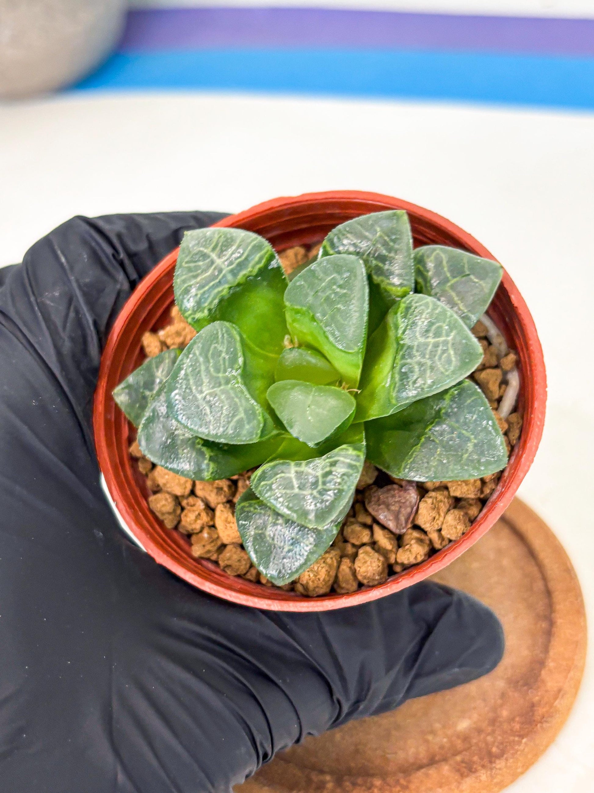 Haworthia Xiangyun (wa6) (y15) | Rare Import