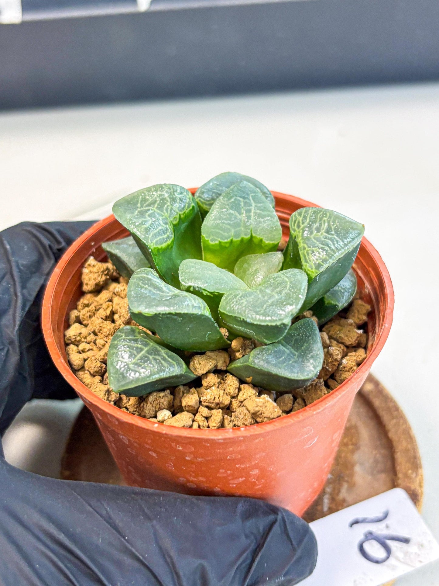Haworthia Xiangyun (wa6) (y16) | Rare Import