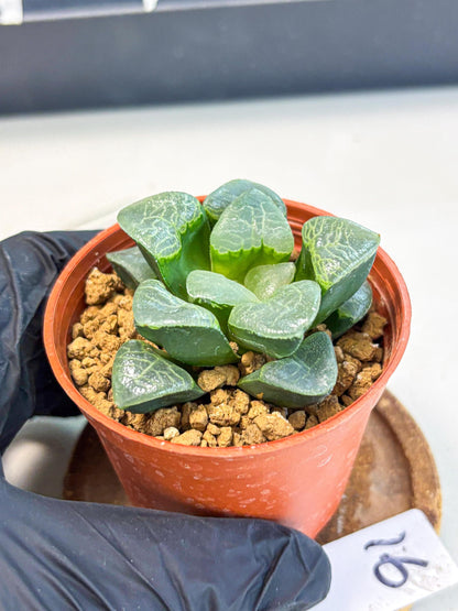 Haworthia Xiangyun (wa6) (y16) | Rare Import