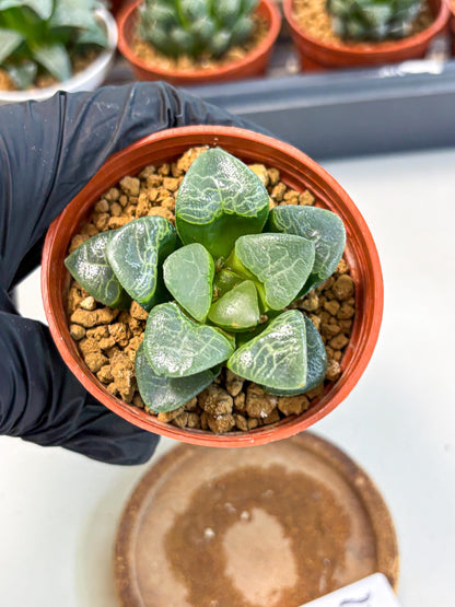 Haworthia Xiangyun (wa6) (y16) | Rare Import