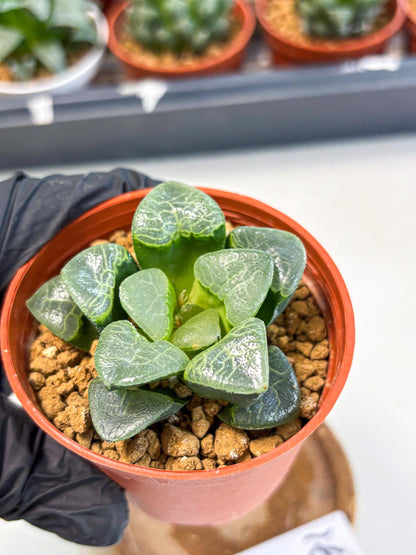 Haworthia Xiangyun (wa6) (y16) | Rare Import