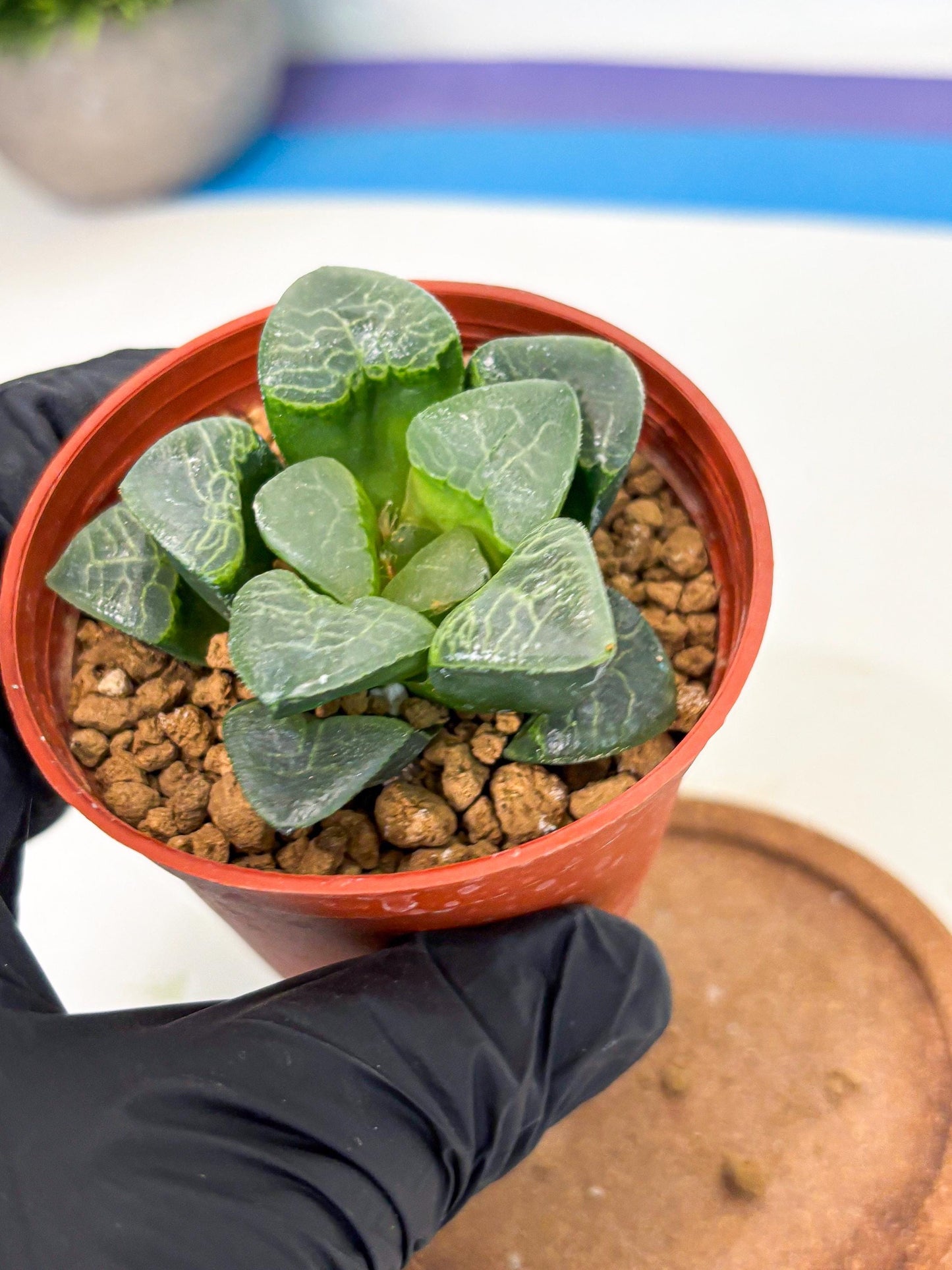 Haworthia Xiangyun (wa6) (y16) | Rare Import
