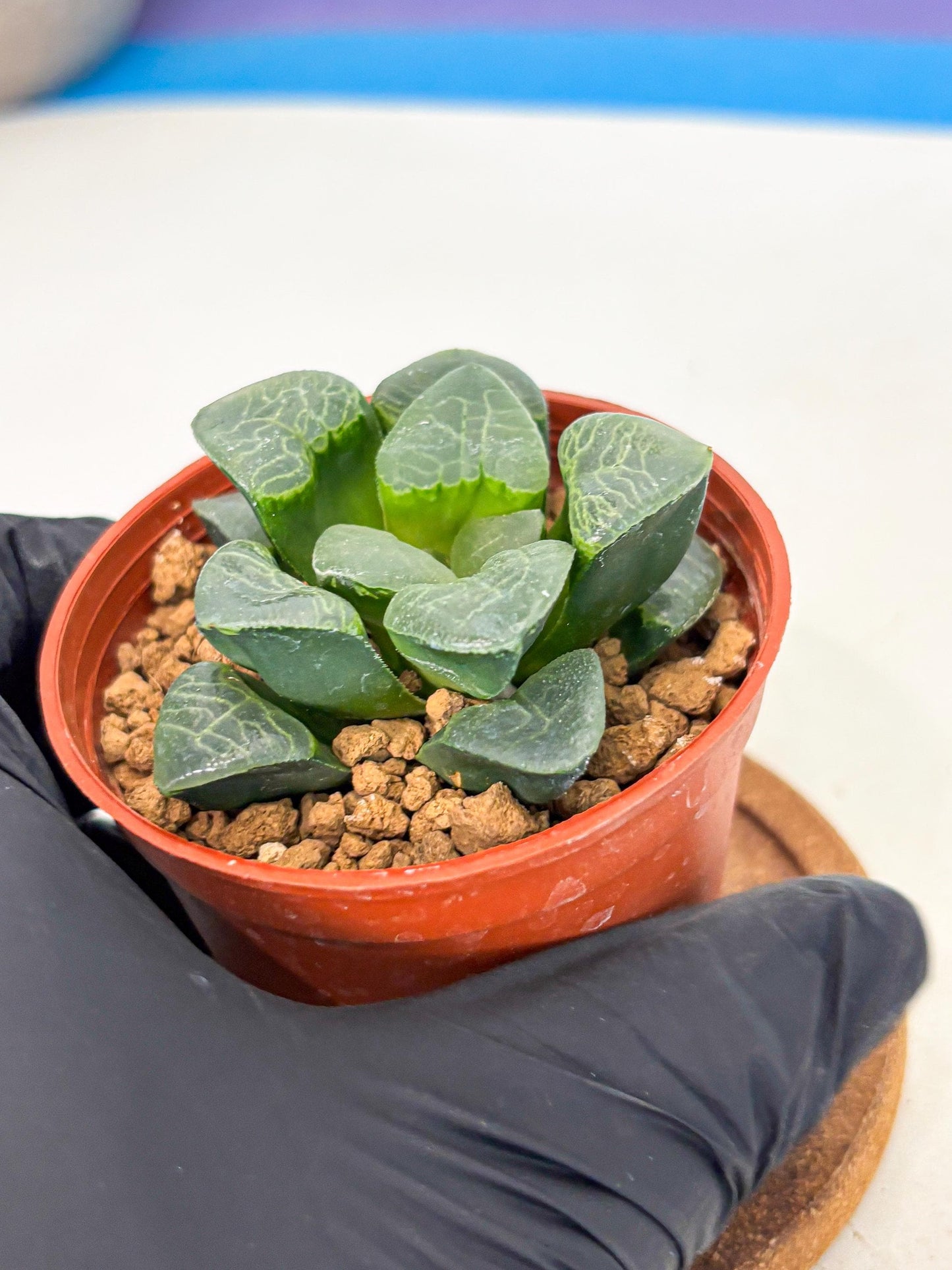 Haworthia Xiangyun (wa6) (y16) | Rare Import