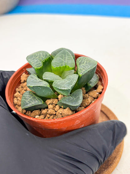 Haworthia Xiangyun (wa6) (y16) | Rare Import