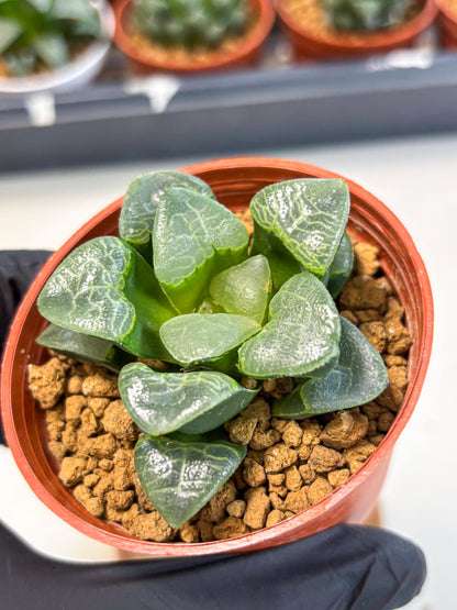 Haworthia Xiangyun (wa6) (y16) | Rare Import
