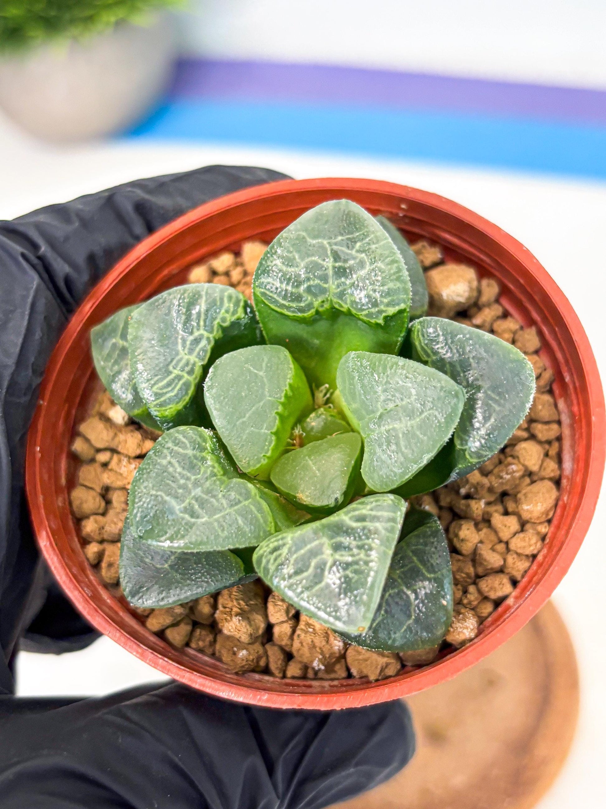 Haworthia Xiangyun (wa6) (y16) | Rare Import