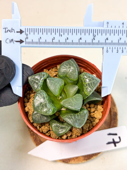 Haworthia Xiangyun (wa6) (y17) | Rare Import