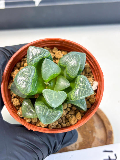 Haworthia Xiangyun (wa6) (y17) | Rare Import