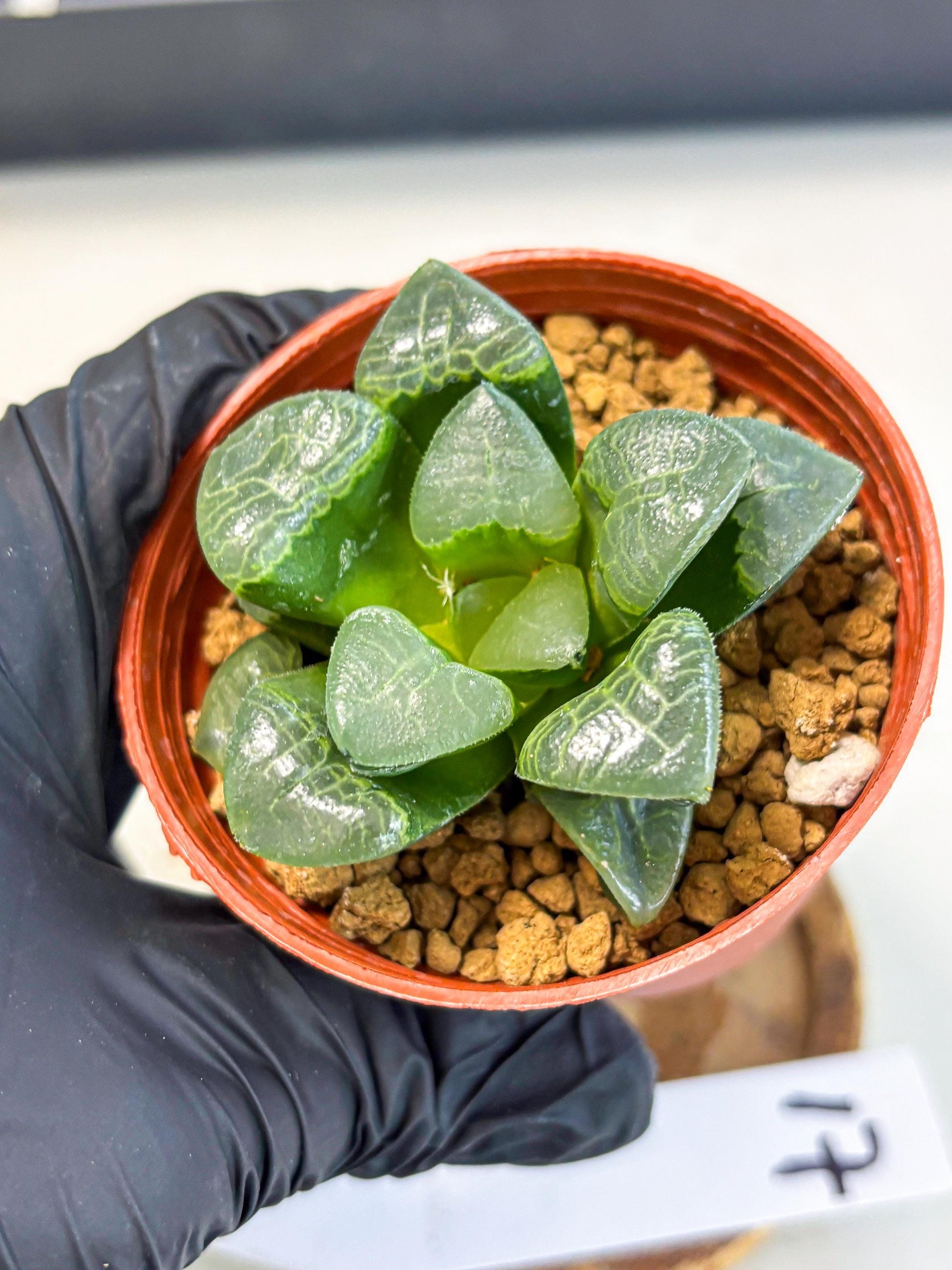 Haworthia Xiangyun (wa6) (y17) | Rare Import