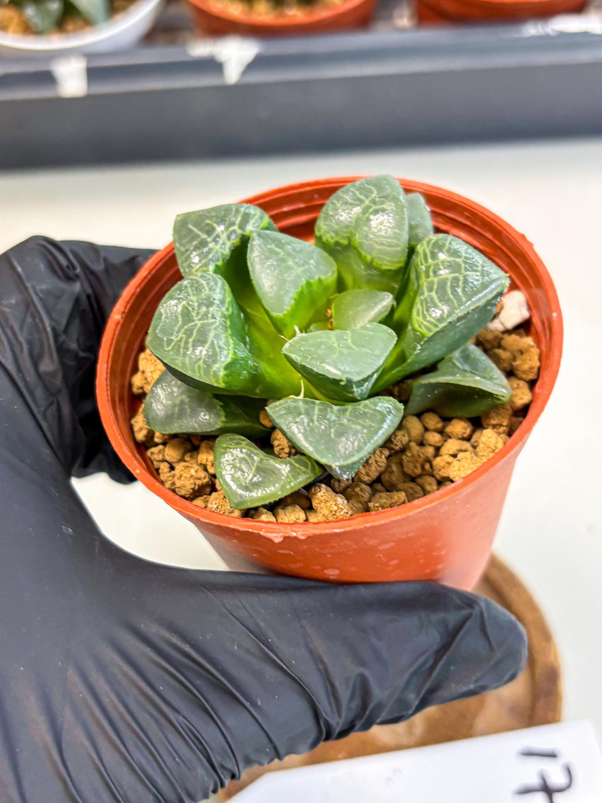 Haworthia Xiangyun (wa6) (y17) | Rare Import
