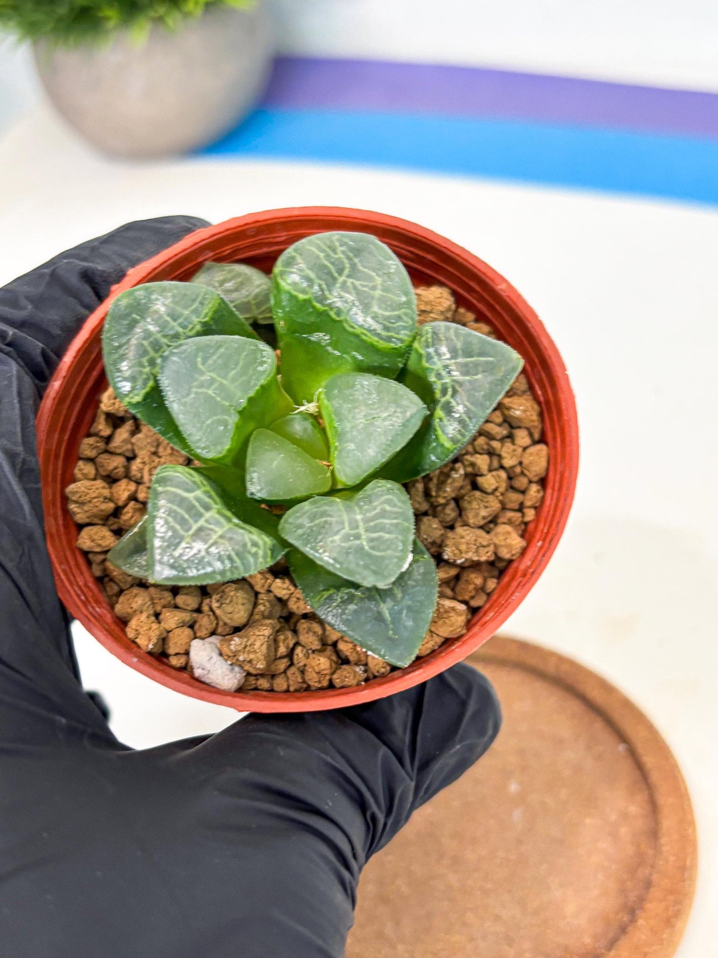 Haworthia Xiangyun (wa6) (y17) | Rare Import