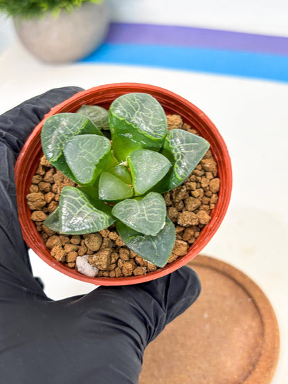 Haworthia Xiangyun (wa6) (y17) | Rare Import