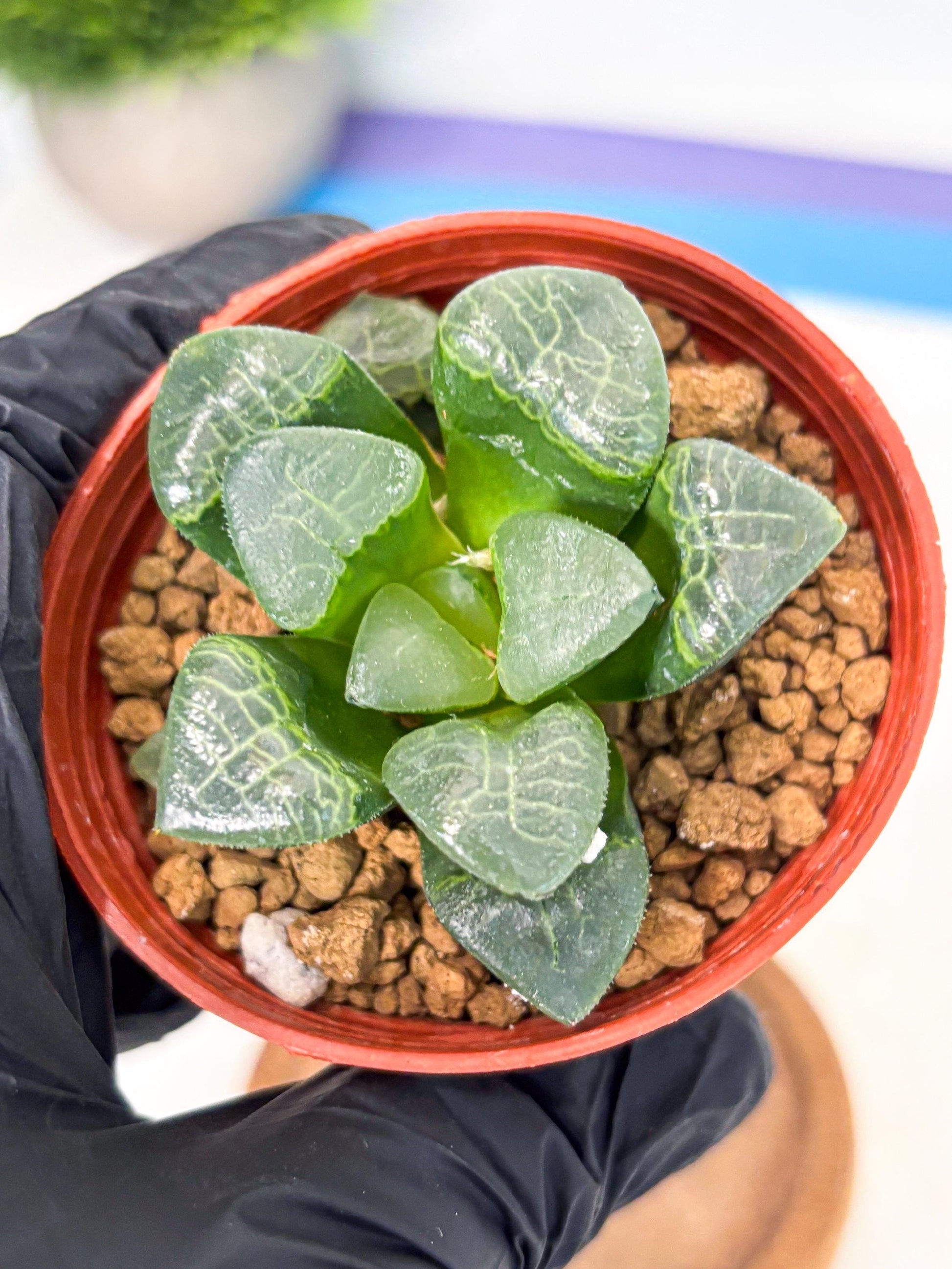 Haworthia Xiangyun (wa6) (y17) | Rare Import