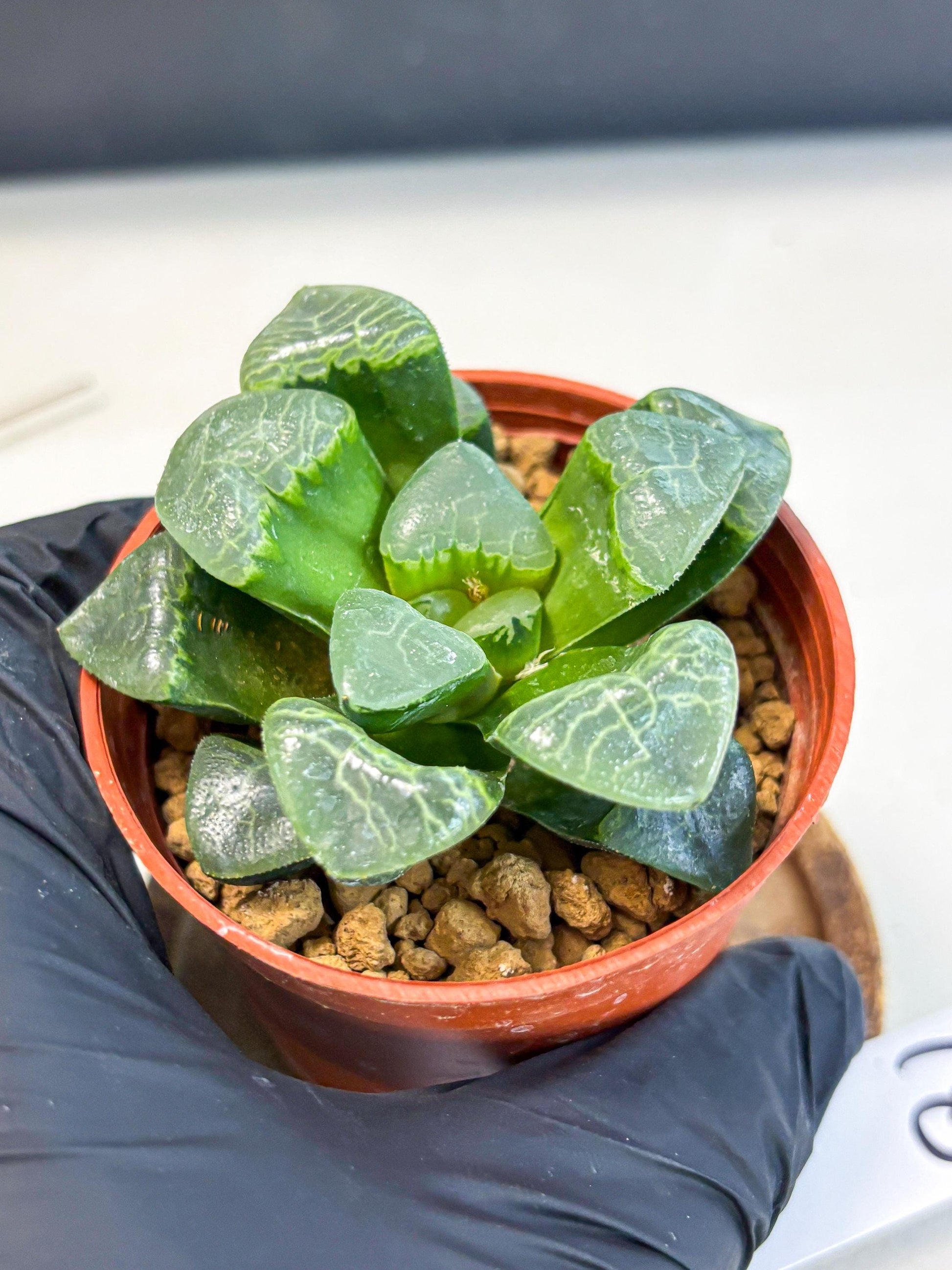 Haworthia Xiangyun (wa6) (y18) | Rare Import