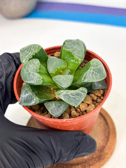 Haworthia Xiangyun (wa6) (y18) | Rare Import