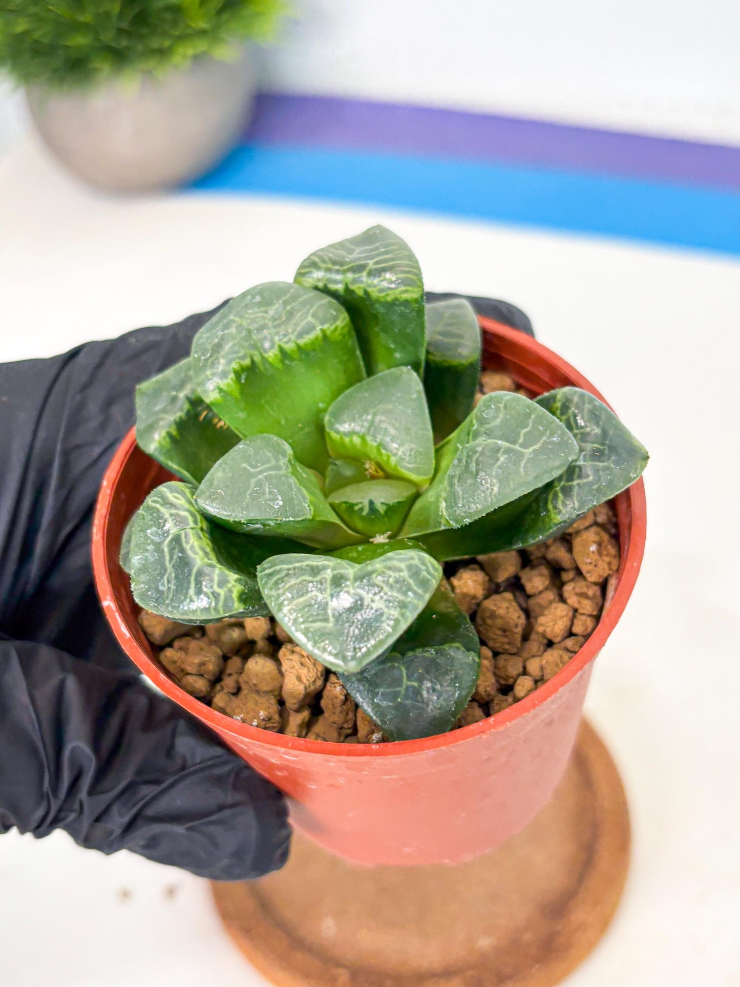Haworthia Xiangyun (wa6) (y18) | Rare Import
