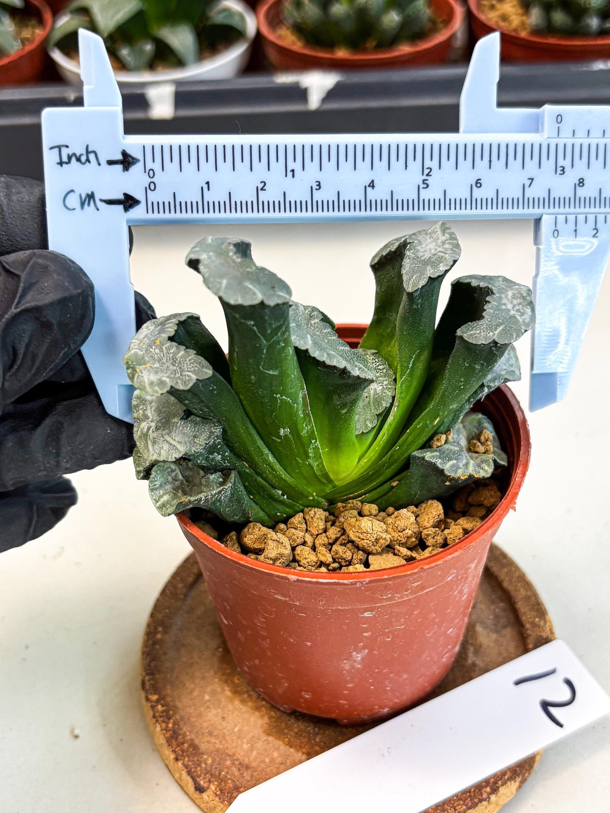 Haworthia White Mammoth (wa6) (b12) | Rare Import