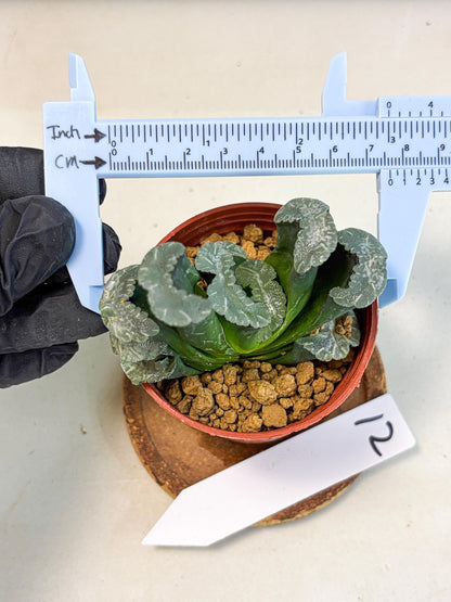 Haworthia White Mammoth (wa6) (b12) | Rare Import